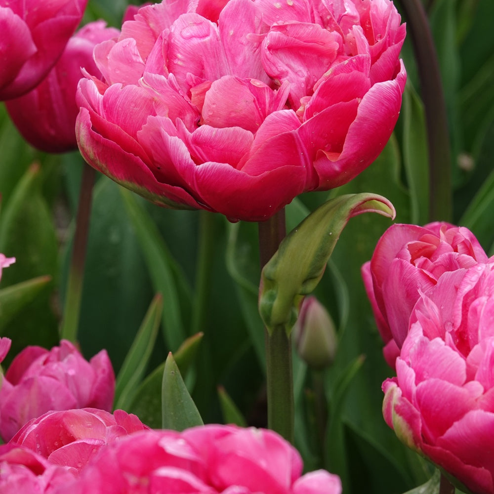 Bakker - 7 Tulipes doubles Amazing Grace - Tulipa 'amazing grace' - Bulbes à fleurs
