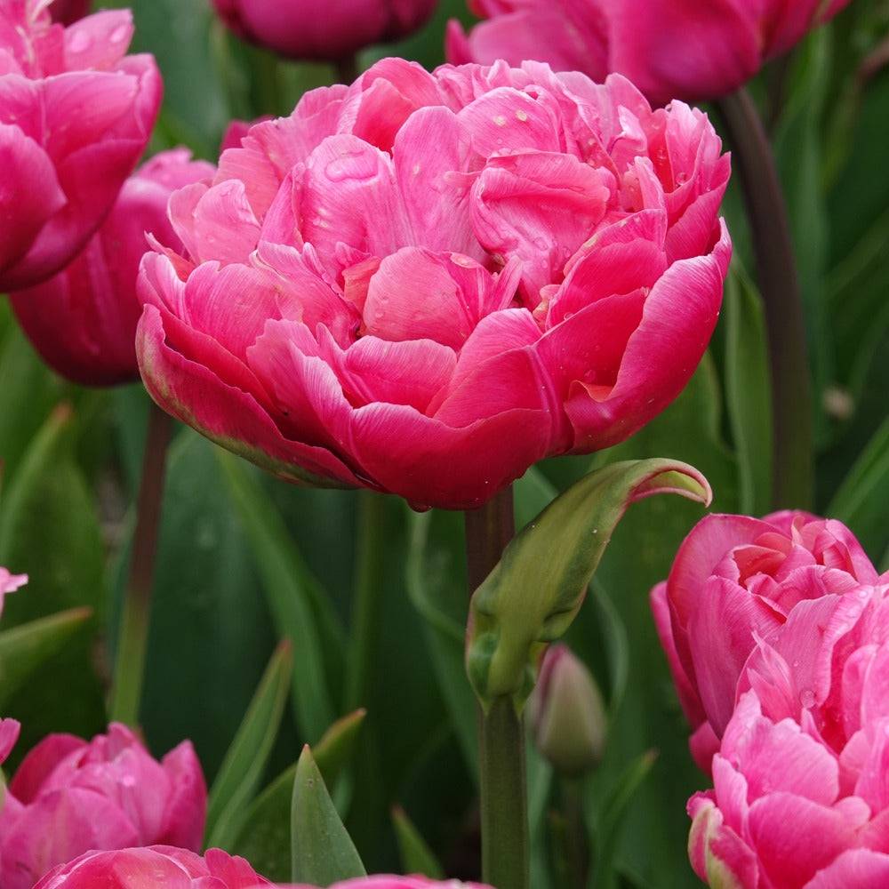 7 Tulipes doubles Amazing Grace - Tulipa 'amazing grace' - Bakker