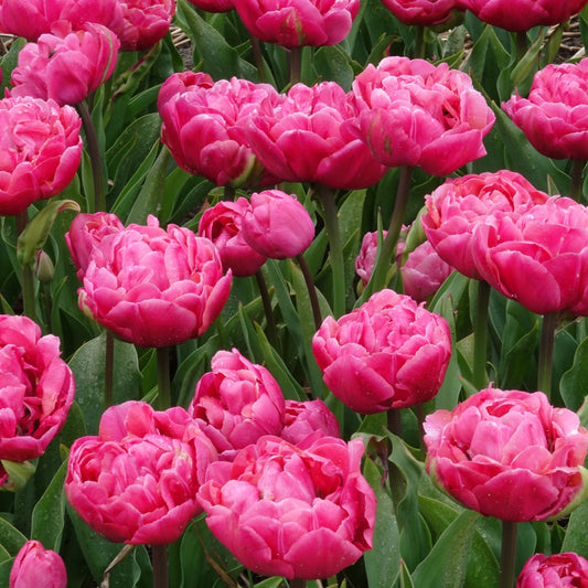 Bakker - 7 Tulipes doubles Amazing Grace - Tulipa 'amazing grace' - Bulbes de printemps