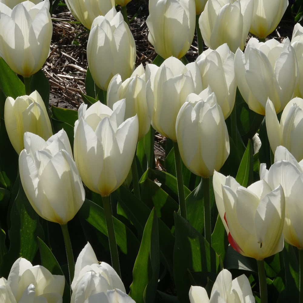 Bulbes de Tulipe - 10 Tulipes Fosteriana Purissima - Tulipa purissima