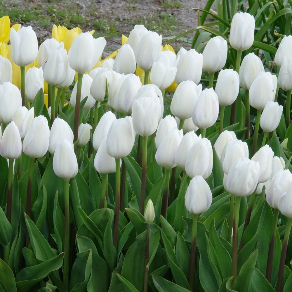 7 Tulipes Triomphe Royal Virgin - Bakker