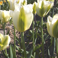 Bakker - 7 Tulipes Triomphe Green Spirit - Tulipa 'green spirit' - Bulbes de printemps