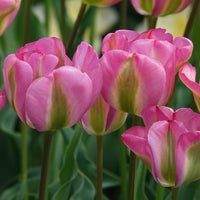 Bakker - 7 Tulipes Viridiflora Groenland - Tulipa 'groenland' - Bulbes à fleurs