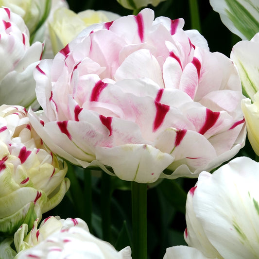 Bakker - 7 Tulipes double Dance line - Tulipa 'dance line' - Bulbes à fleurs