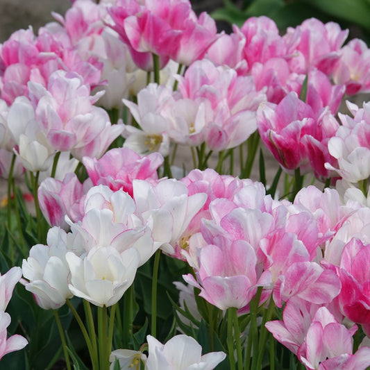 Bakker - 7 Tulipes Pluriflores Candy Club - Tulipa 'candy club' - Bulbes à fleurs