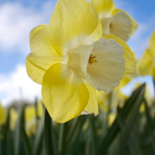 7 Narcisses à grande couronne Avalon - Bakker