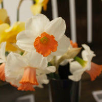 5 Narcisses Skype - Bakker