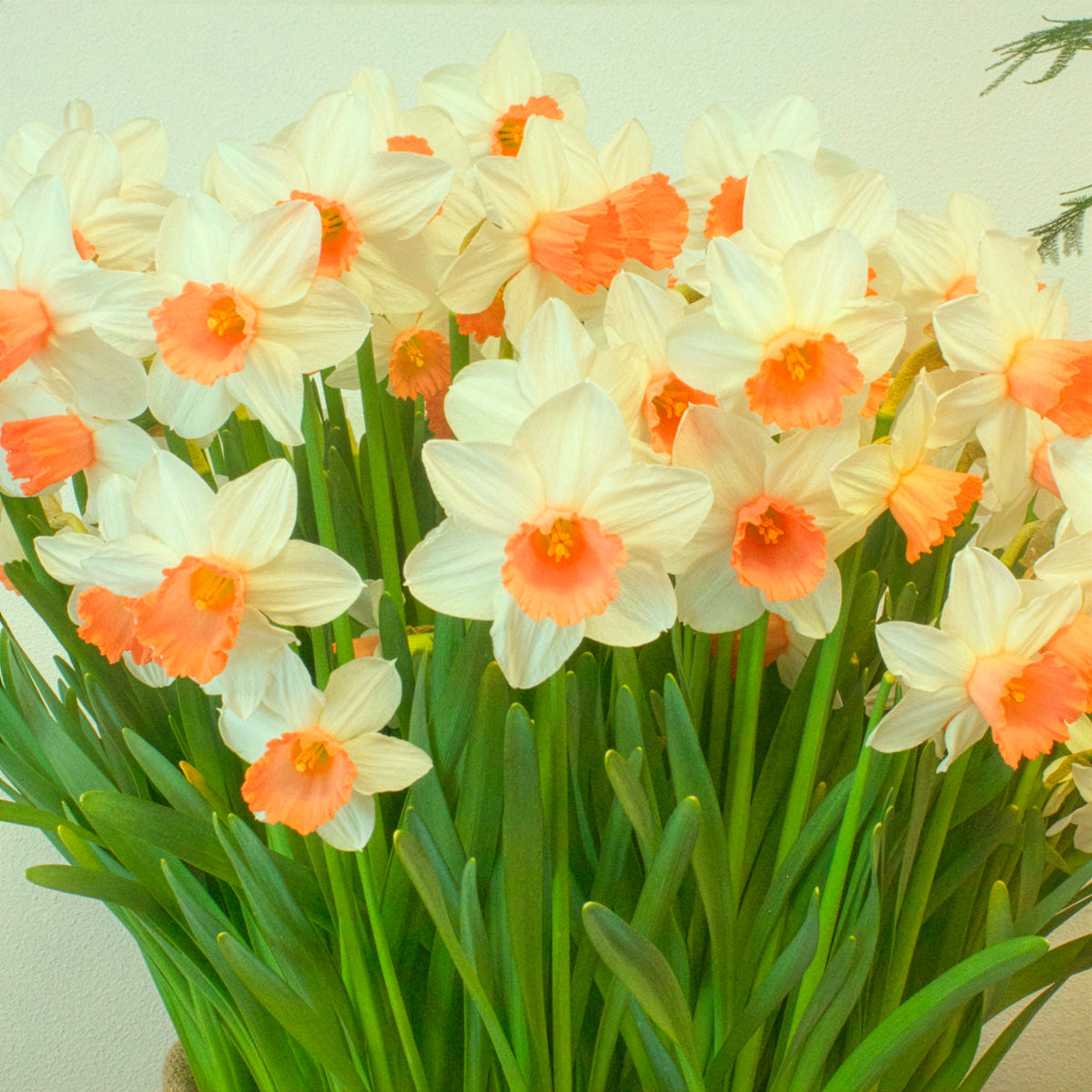5 Narcisses Iwona - Narcissus cyclamineus Iwona - Bakker