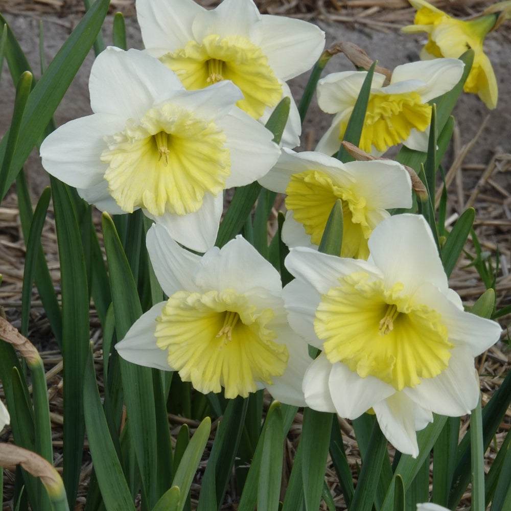 5 Narcisses à grande couronne Ice follies - Narcissus 'ice follies' - Bakker