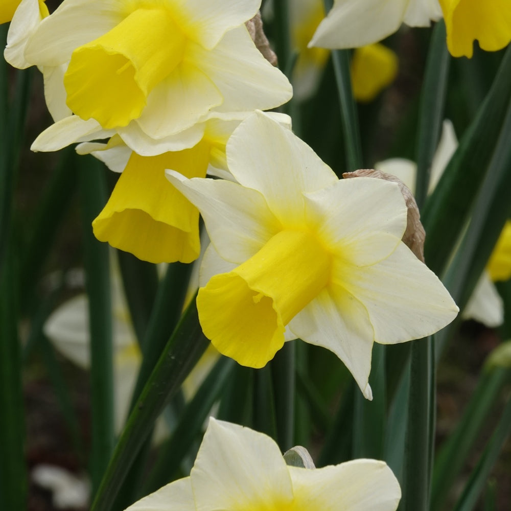 7 Narcisses Golden Echo - Bakker