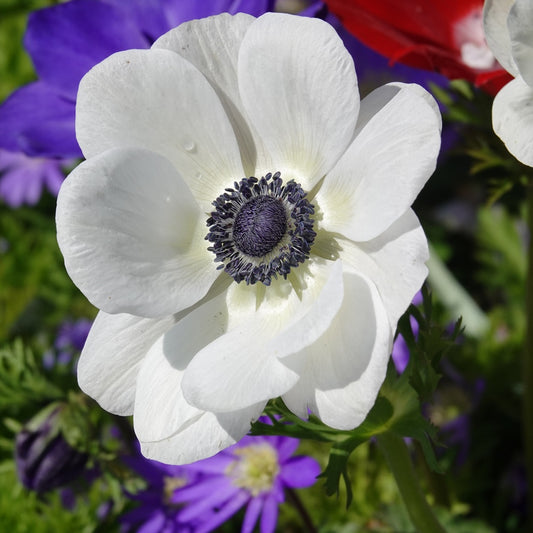 Anémones coronaria The Bride - Bakker