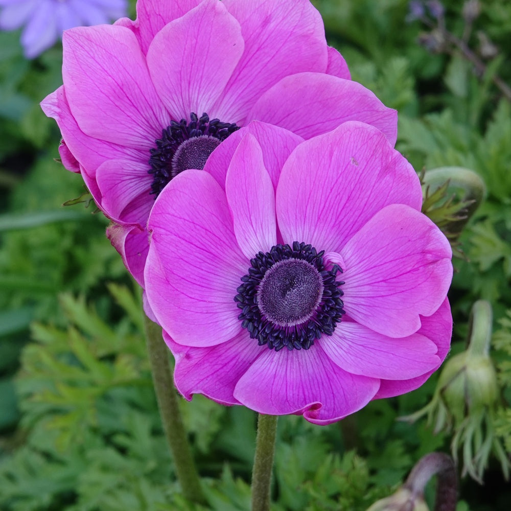 Anémones coronaria roses - Anemone 'sylphide' - Bakker