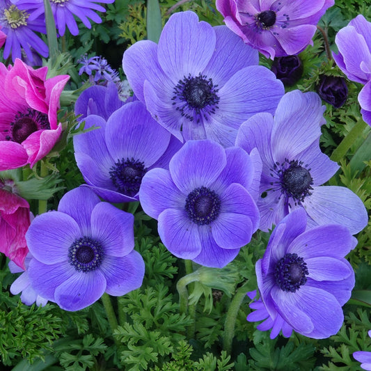 Anémones coronaria bleues - Bakker