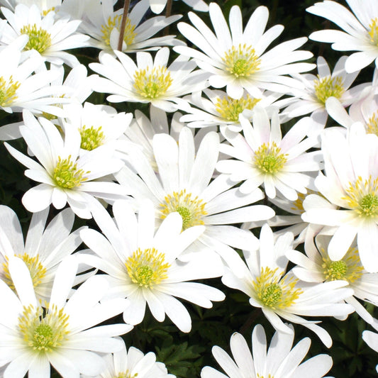 10 Anémones de Grèce White splendour - Bakker
