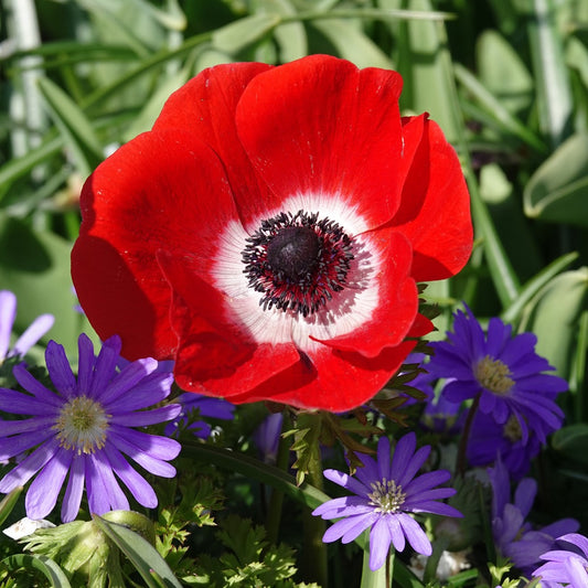Anémones coronaria rouges - Bakker