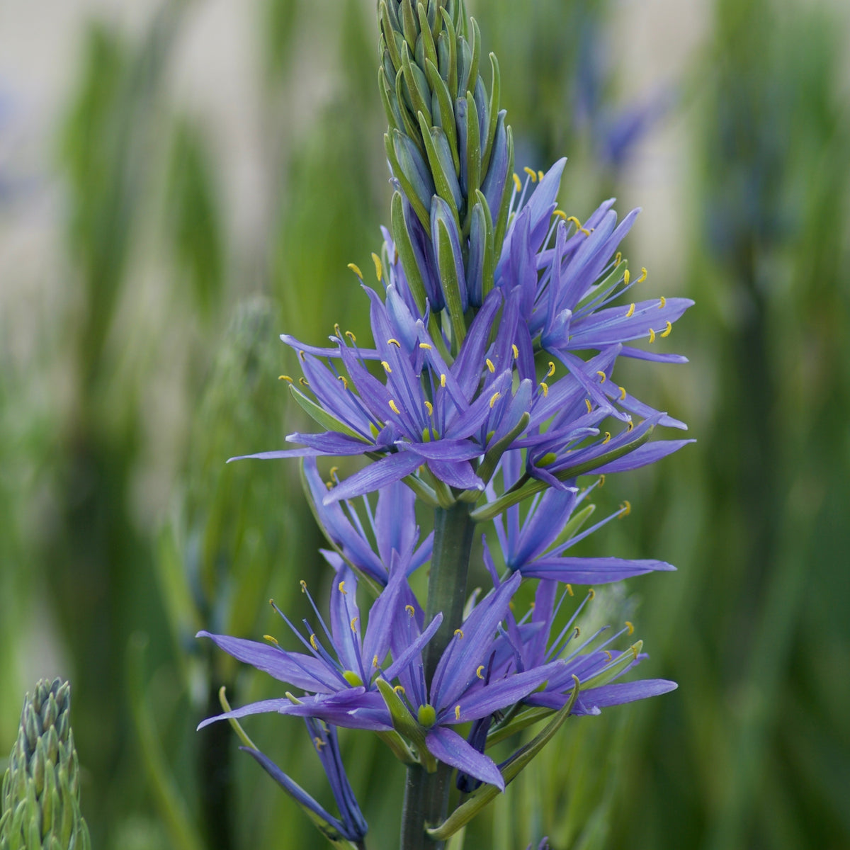 3 Camassies de Leichtlin à fleurs bleues - Bakker