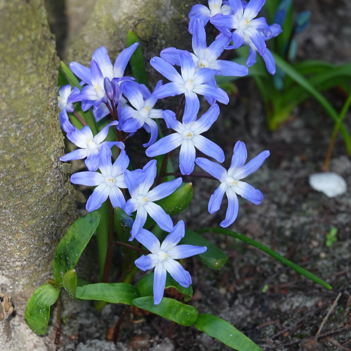 20 Gloire des Neiges 'Forbesii' - Chionodoxa 'forbesii' - Bakker