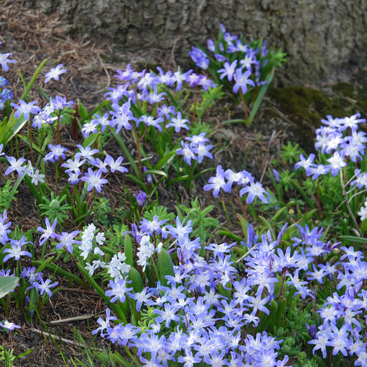 Bakker - 20 Gloire des Neiges 'Forbesii' - Chionodoxa 'forbesii' - Bulbes de printemps