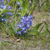 Bakker - 20 Gloire des Neiges 'Luciliae' - Chionodoxa 'luciliae' - Bulbes à fleurs