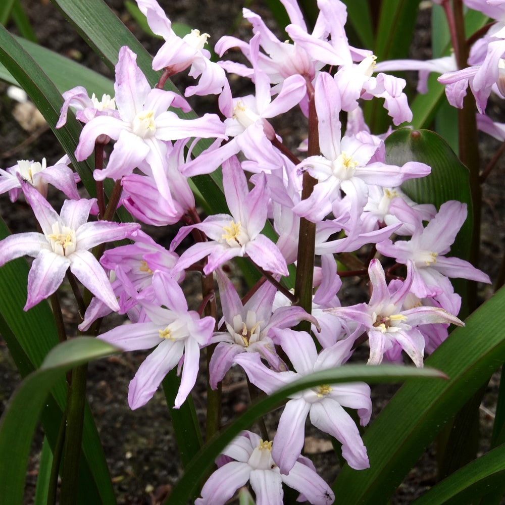 Bakker - 20 Gloire des Neiges 'Pink Giant' - Chionodoxa 'pink giant' - Bulbes à fleurs