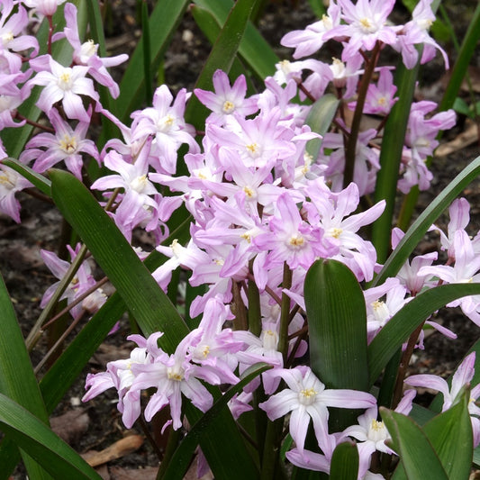 20 Gloire des Neiges 'Pink Giant' - Bakker
