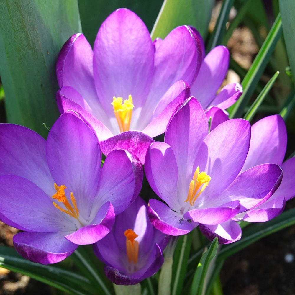 20 Crocus hybride Ruby Giant - Bakker