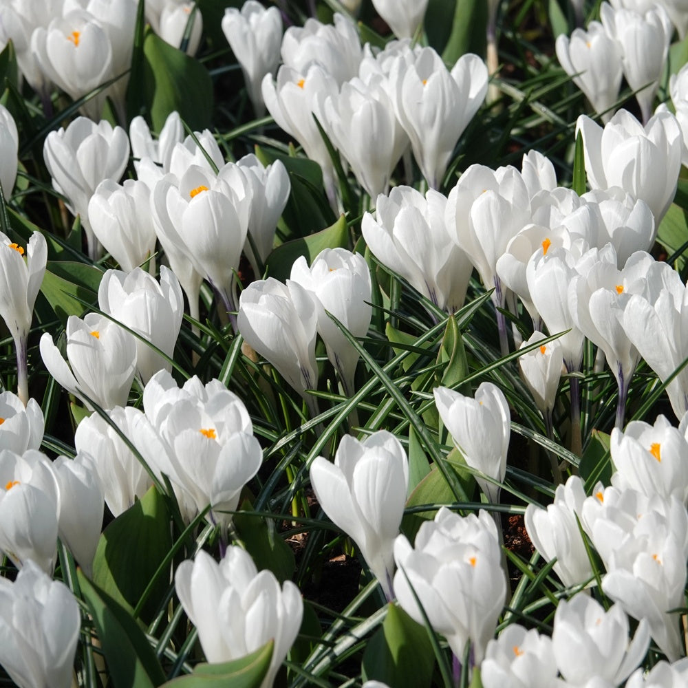 Bakker - 10 Crocus à grandes fleurs Jeanne d'Arc - Crocus 'jeanne d'arc' - Bulbes à fleurs