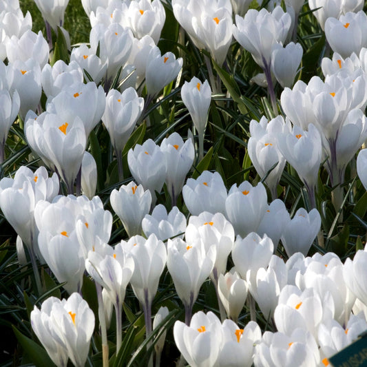 Bakker - 10 Crocus à grandes fleurs Jeanne d'Arc - Crocus 'jeanne d'arc' - Bulbes de printemps