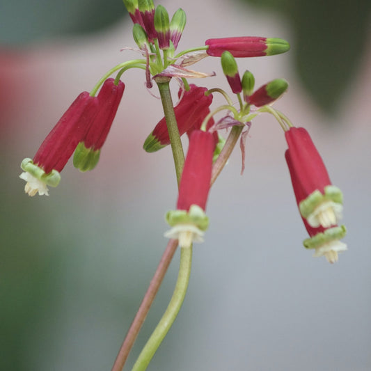 Bakker - 10 Clochettes sanguines - Dichelostemma 'ida-maia' - Bulbes à fleurs