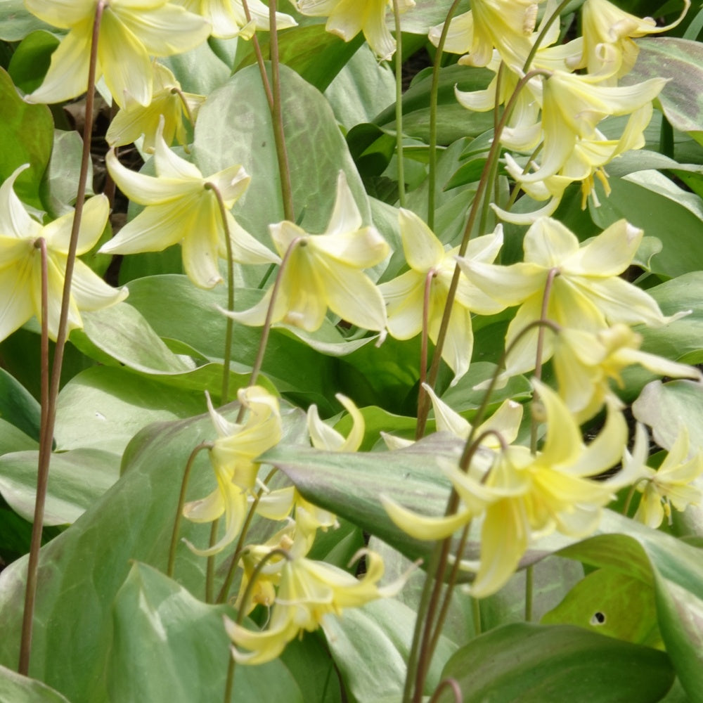 Bakker - Erythrone Pagoda - Erythronium 'pagoda' - Bulbes de printemps