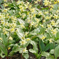 Bakker - Erythrone Pagoda - Erythronium 'pagoda'