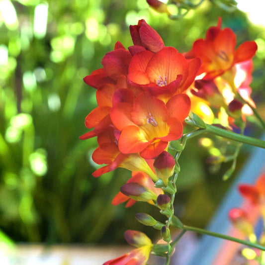 Bakker - 15 Freesia Simple Rouge - Freesia 'red' - Bulbes à fleurs