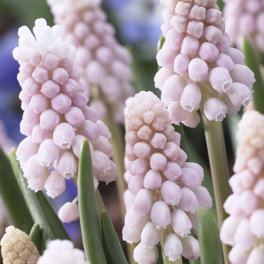 5 Muscaris rose Pink Sunrise - Muscari 'pink sunrise' - Bakker