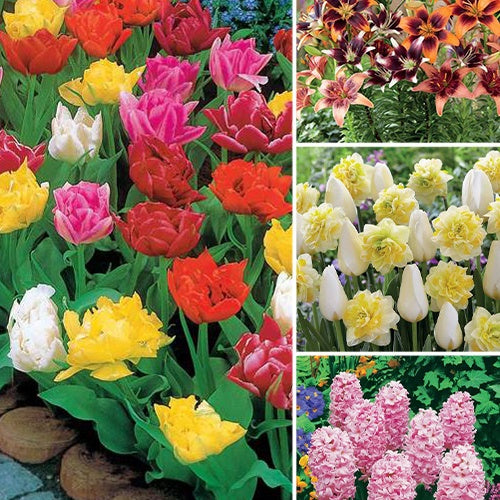 101 bulbes de printemps - Bakker