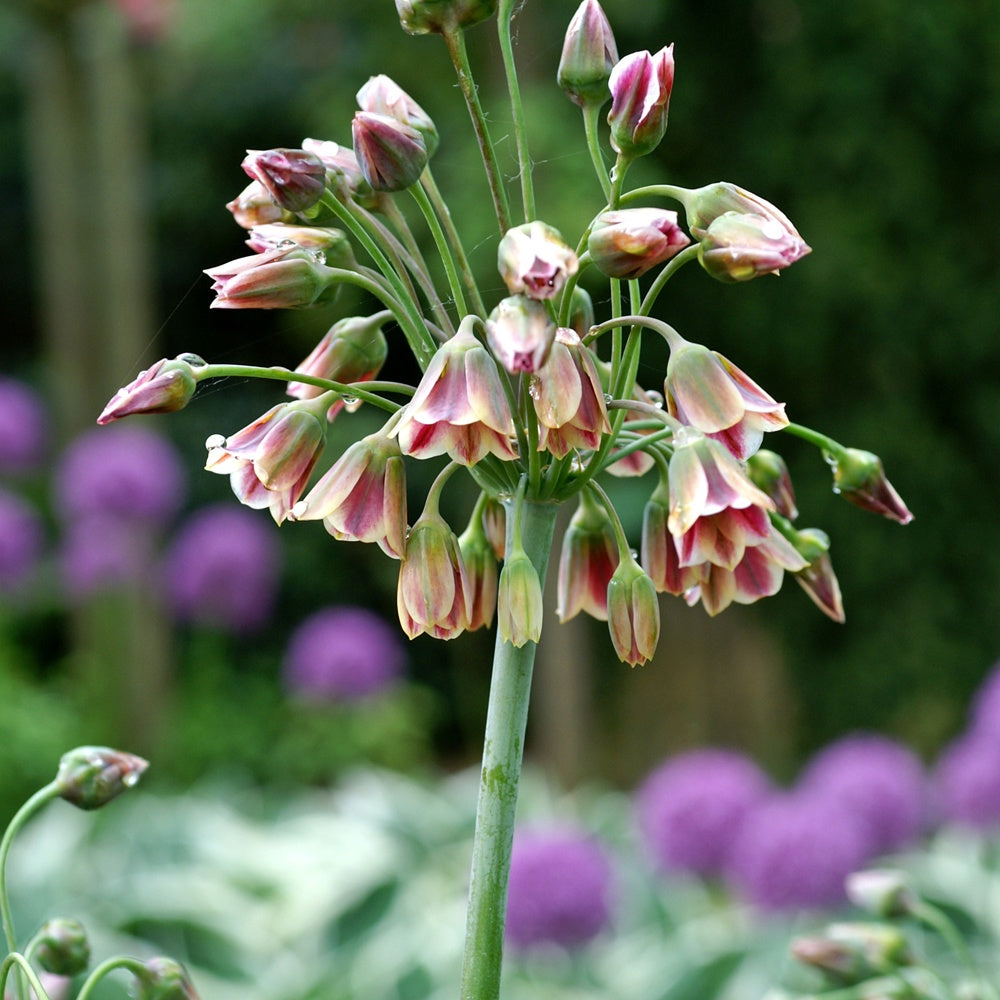 15 Alliums de Bulgarie - Bakker