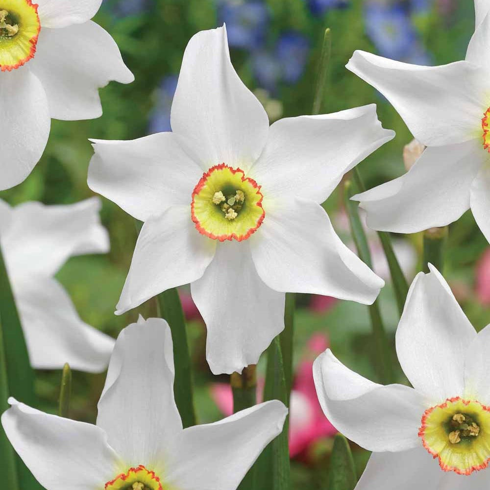 10 Narcisses Recurvus - Narcissus poeticus Recurvus - Bakker