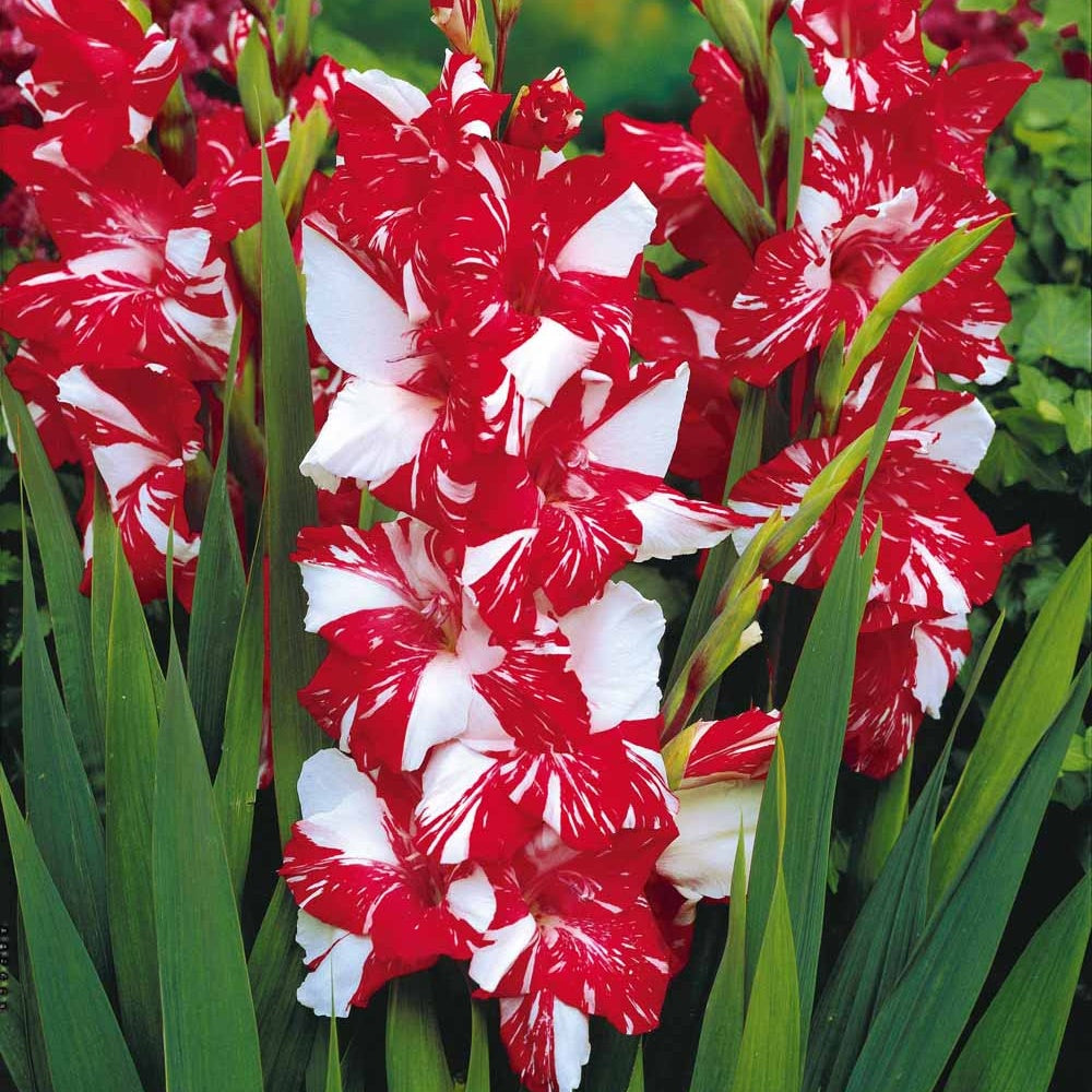 Gladiolus zizanie - 25 Glaïeuls Zizanie - Bulbes de Glaïeul