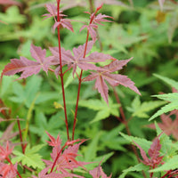 Érable du Japon - Erable japonais 'Beni-maiko' - Acer palmatum Beni Maiko