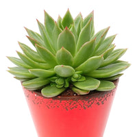 Vente Echeveria Agavoides - Echeveria agavoides