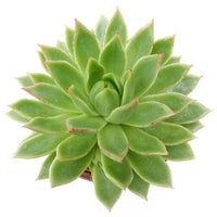 Vente Echeveria Agavoides