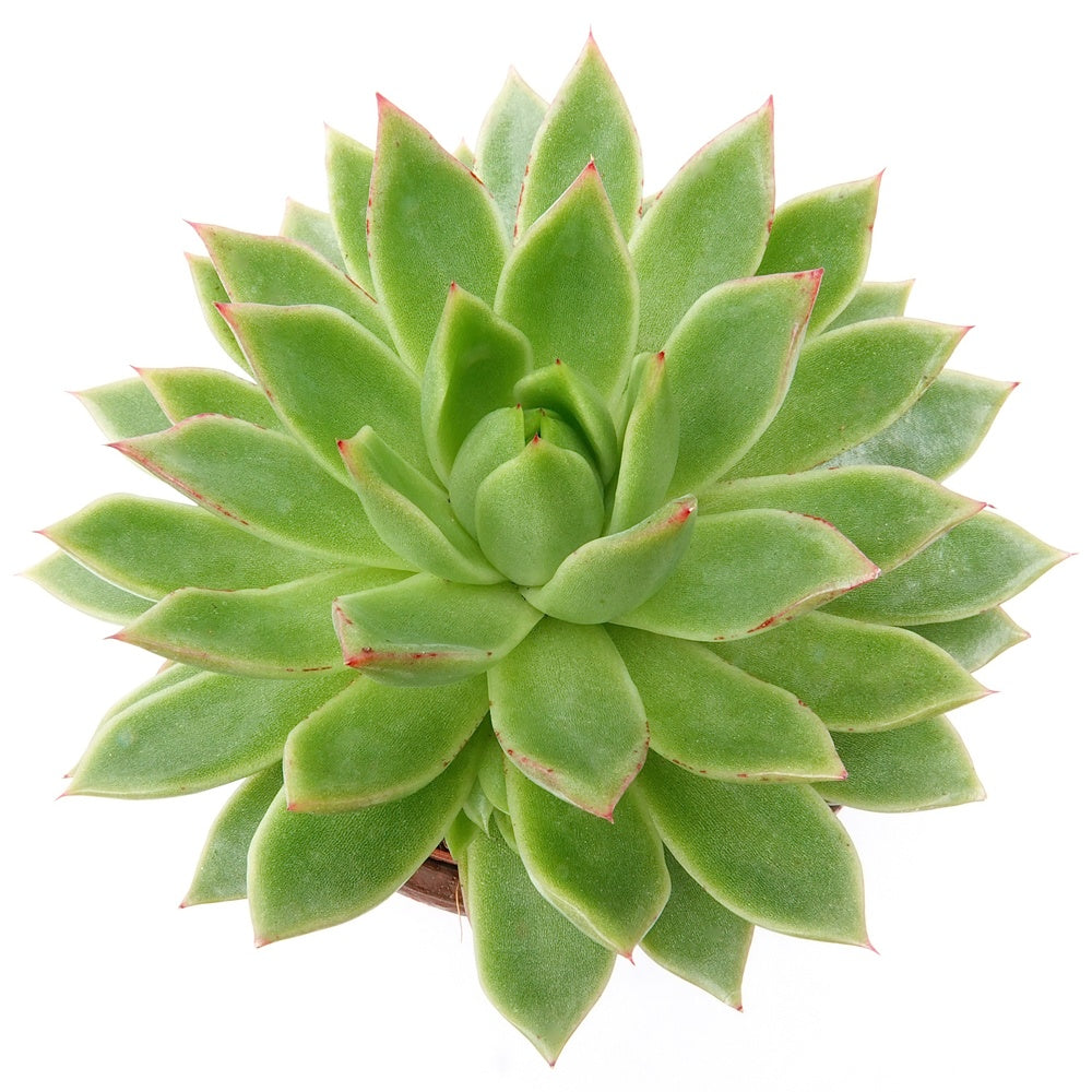 Vente Echeveria Agavoides