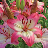 Lilium 'levi' - Lys asiatique 'Levi' - Bulbes de Lys