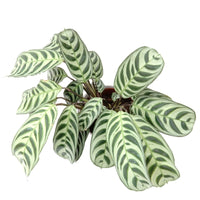 Vente Dormeuse - Ctenanthe burle-marxii