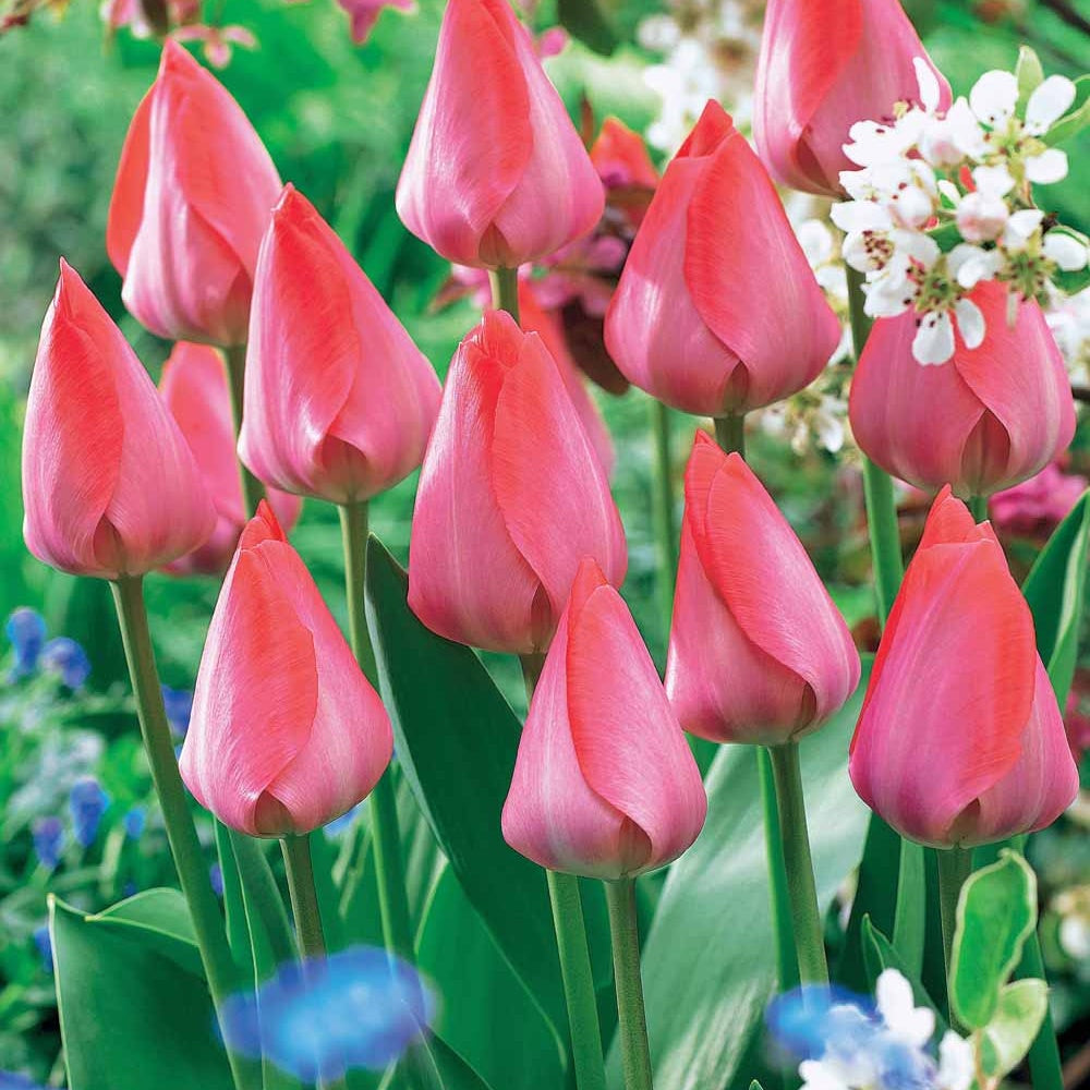 10 Tulipes Van Eijk - Tulipa Van Eijk - Bakker