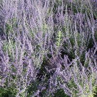 Vente Sauge d'Afghanistan 'Blue Spire' - Perovskia atriplicifolia blue spire