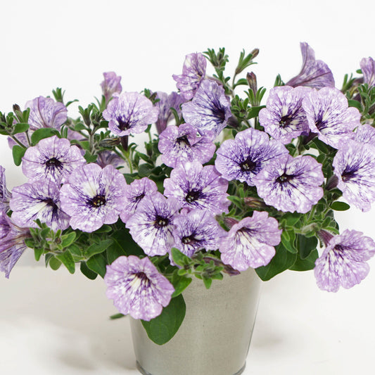 Pétunia 'Lavender Sky' - Caractéristiques des plantes