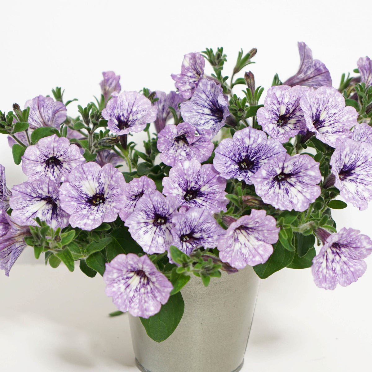 3 Pétunias Lavender Sky - Bakker