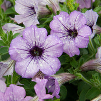 Petunia lavender sky - 3 Pétunias Lavender Sky - Petunia et Calibrachoa