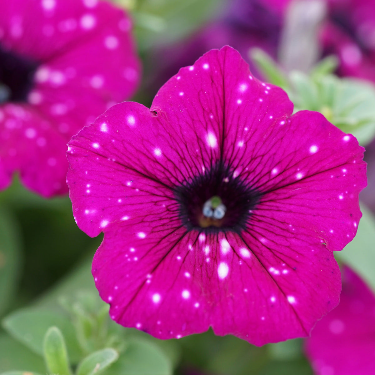 Petunia royal sky - 3 Pétunias Royal Sky - Petunia et Calibrachoa