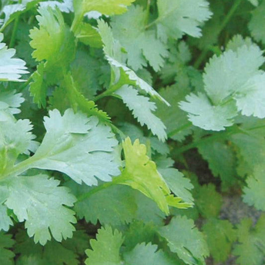 Bakker - Coriandre Marino bio - Coriandrum sativum marino - Potager